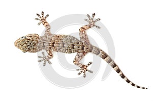 Spotted gecko reptile isolated on white