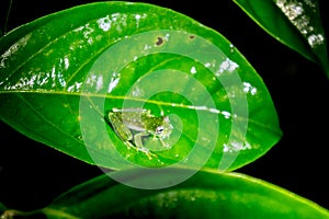 Spotted Glass Frog - The Yellow Flecked Glassfrog in Costa Rica