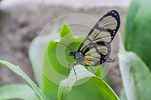 Spotted Glass Wing butterfly photo