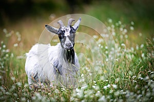 Goat in the meadow photo