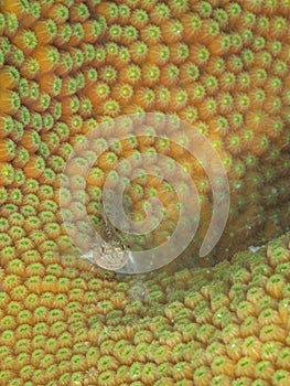 Spotted goby, Coryphopterus punctipectophorus. Bonaire. Caribbean Diving holiday