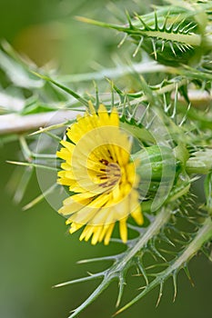 Spotted golden thistle Scolymus maculatus, yellow flower