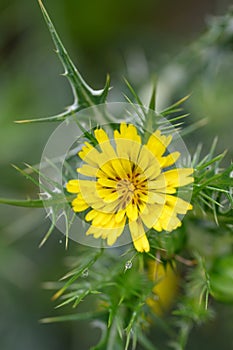 Spotted golden thistle Scolymus maculatus, a yellow flower