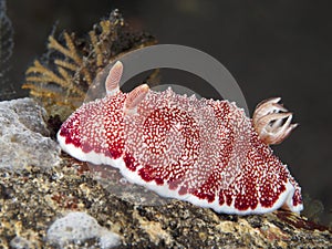 Spotted goniobranchus