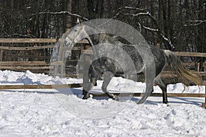 Spotted gray galloping wintertime in winter corral