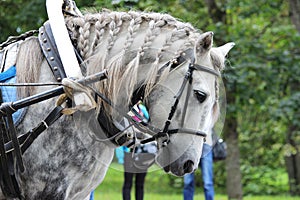 spotted gray horse in apples with a mane braided in pigtails harnessed to a cart for the city day for the children to