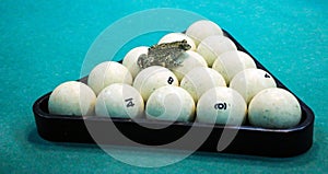 Spotted green frog on  pool table with old dirty billiard balls and shabby dusty green cloth. the concept of foul play, toad of