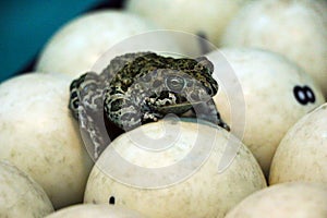 Spotted green frog on  pool table with old dirty billiard balls and shabby dusty green cloth. the concept of foul play, toad of