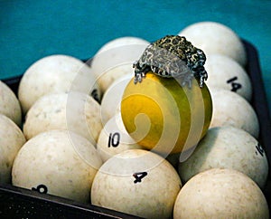 Spotted green frog on  pool table with old dirty billiard balls and shabby dusty green cloth. the concept of foul play, toad of