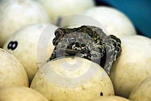 Spotted green frog on  pool table with old dirty billiard balls and shabby dusty green cloth. the concept of foul play, toad of