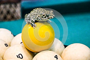 Spotted green frog on  pool table with old dirty billiard balls and shabby dusty green cloth. the concept of foul play, toad of