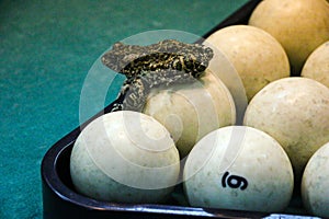 Spotted green frog on  pool table with old dirty billiard balls and shabby dusty green cloth. the concept of foul play, toad of