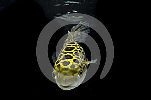 Spotted green pufferfish, tetraodon or Dichotomyctere nigroviridis on black background