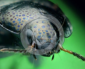 Spotted ground beetle close-up