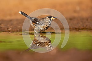 Spotted Ground Thrush reflection.