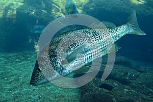 Spotted Grunter Fish Full Body