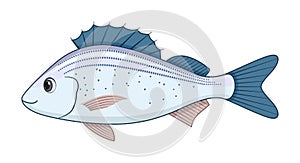 Spotted grunter fish on a white background