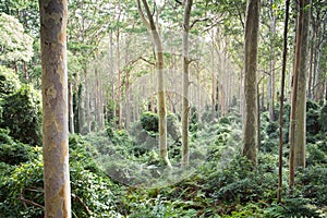 Spotted gum Corymbia maculata forest photo