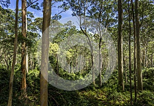 Spotted gum forest Australia