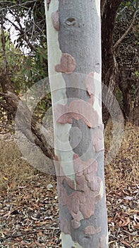 Spotted Gum Tree