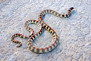 Spotted Harlequin Snake, a venomous fossorial species from South Africa. photo