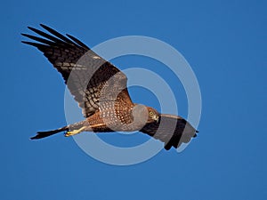 Spotted Harrier 02