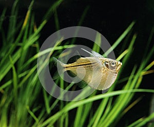 Spotted Hatchetfish, gasteropelecus maculatus aquarium