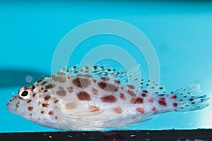 Spotted Hawkfish in Aquarium