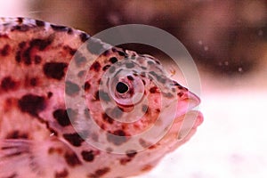 Spotted hawkfish Cirrhitichthys aprinus
