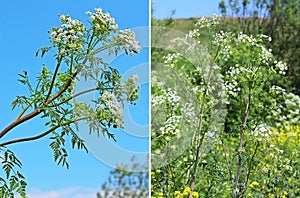 Spotted Hemlock (Conium maculatum) - biennial herbaceous plant s