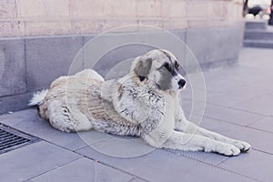 Spotted homeless dog lies on city street. Sterilized and chipped urban dogs