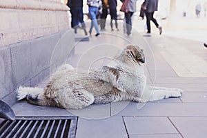 Spotted homeless dog lies on city street. Sterilized and chipped urban dogs