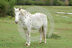 Punteggiato un cavallo 