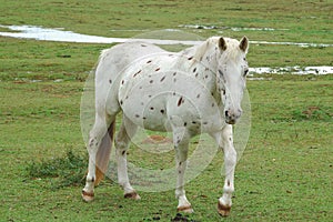 Punteggiato un cavallo 