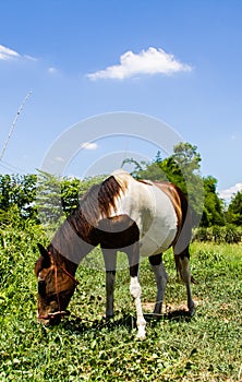 Spotted horse