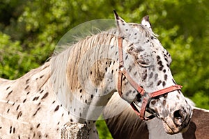 The spotted horse closed its eyes