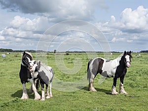 Spotted horse family in green grassy meadow in the netherlands