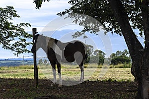 Spotted horse feeds in the pasture area of a ranch