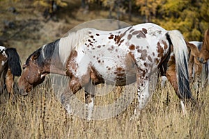 Spotted horse and herd