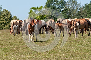 Spotted horse. Horses graze on a green meadow. Bashkiria