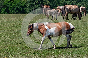 Spotted horse. Horses graze on a green meadow. Bashkiria