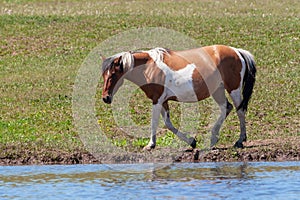 Spotted horse on the shore of the pond. Horse near a watering place. Bashkiria