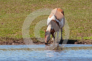 Spotted horse on the shore of the pond. Horse near a watering place. Bashkiria