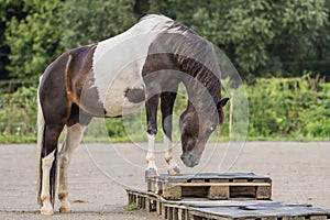 Spotted horse standing on palette in riding arena