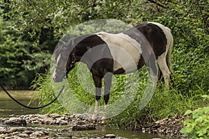 Spotted horse standing on the shore of river