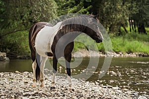 Spotted horse standing on the shore of river