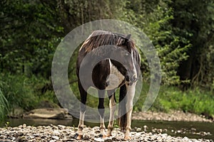 Spotted horse standing on the shore of river