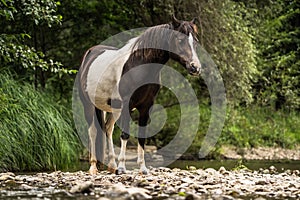 Spotted horse standing on the shore of river