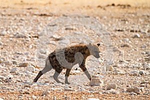 Spotted Hyaena