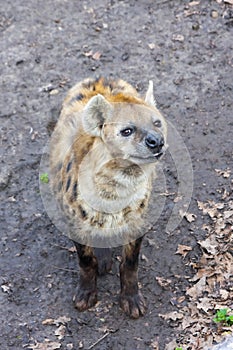 Spotted hyaena